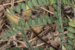 Tennessee milkvetch